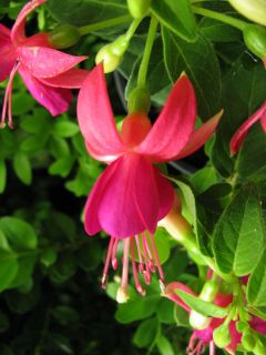 Fuchsia Cherry 06