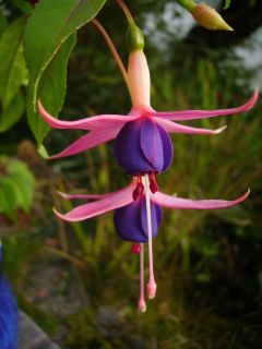 Fuchsia Chillerton Beauty 01