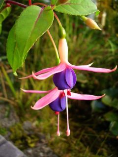 Fuchsia Chiilerton Beauty 02