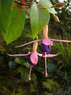 Fuchsia Chillerton Beauty 03