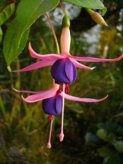 Fuchsia Chillerton Beauty 04
