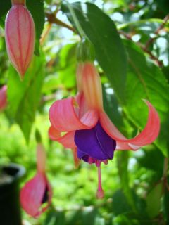 Fuchsia Chillerton Beauty 05