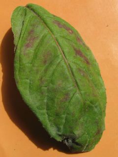 Blatt mit Chlorophyllschäden
