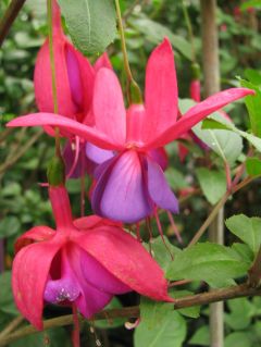 Fuchsia Chris Nicholls 01