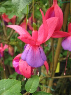 Fuchsia Chris Nicholls 02