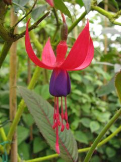 Fuchsia Christin 01