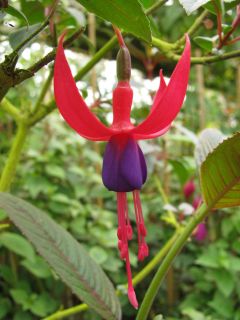 Fuchsia Christin 02