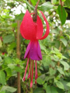 Fuchsia Christin 03