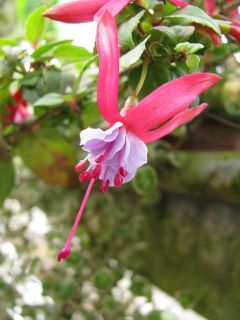 Fuchsia Christoph 03