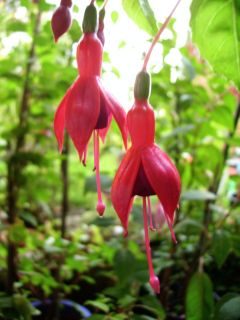 Fuchsia Clara Ziegler 01