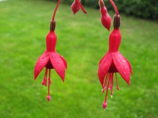 Fuchsia Clara Ziegler 04