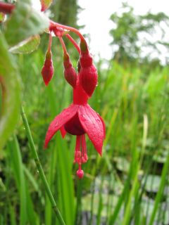 Fuchsia Clara Ziegler 05