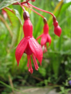 Fuchsia Clara Ziegler 07