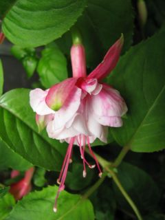 Fuchsia Claudia 01