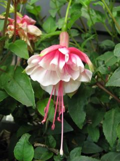 Fuchsia Claudia 02