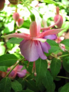 Fuchsia Cloverdale Jewel 01