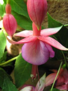 Fuchsia Cloverdale Jewel 02