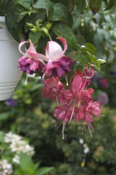 Fuchsia Colin Chambers 01