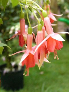 Fuchsia Collingwood 01