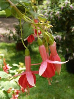 Fuchsia Collingwood 02