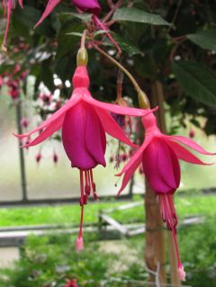 Fuchsia Comet 01