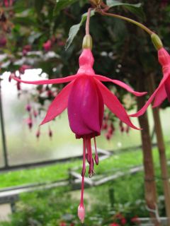 Fuchsia Comet 02