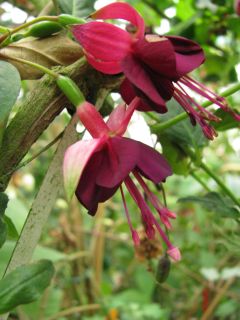 Fuchsia Comperen Krekel 01