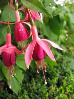 Fuchsia Condor 01