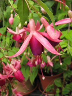 Fuchsia Condor 02