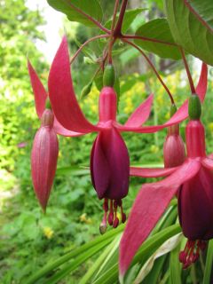 Fuchsia Condor 03