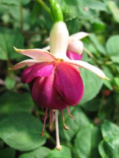 Fuchsia Constance 01