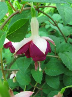 Fuchsia Constance 02