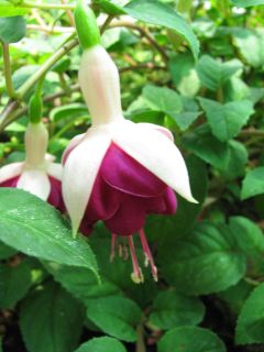 Fuchsia Constance 03