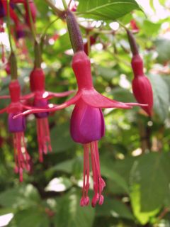 Fuchsia Copycat 01