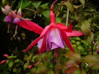 Fuchsia Coquette Bell 01