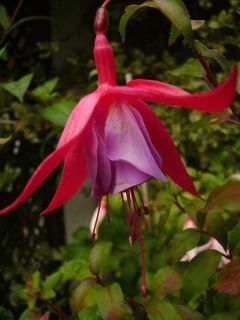 Fuchsia Coquette Bell 02