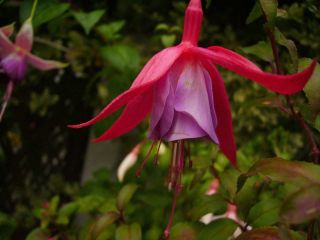 Fuchsia Coquette Bell 03