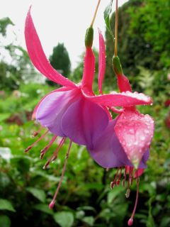 Fuchsia Coquette Bell 04