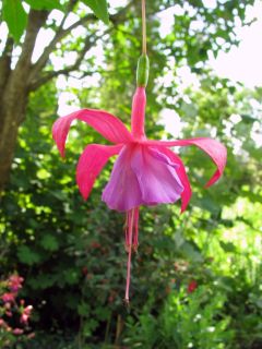 Fuchsia Coquette Bell 05