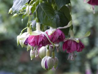 Fuchsia Corneel Cornelis 01