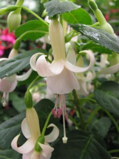 Fuchsia Countess of Aberdeen 01