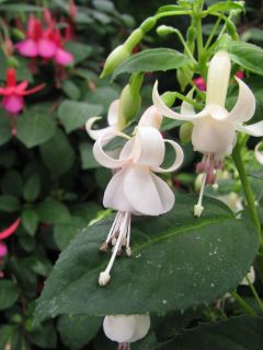 Fuchsia Countess of Aberdeen 02