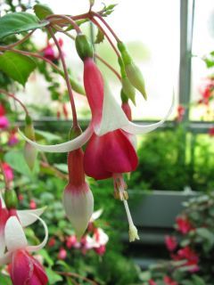 Fuchsia Coxeen 01