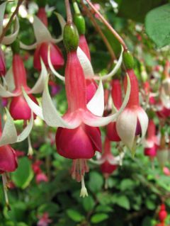 Fuchsia Coxeen 03