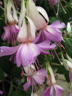 Fuchsia Crackerjack 01