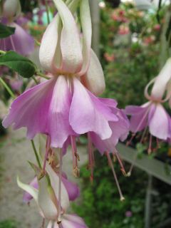 Fuchsia Crackerjack 03