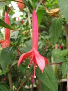 Fuchsia Creiler Flora 01