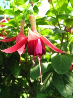 Fuchsia Crescendo 01