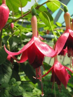 Fuchsia Crescendo 02