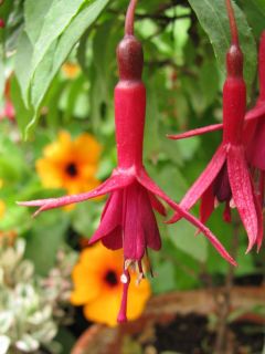 Fuchsia Croix d Honneur 01